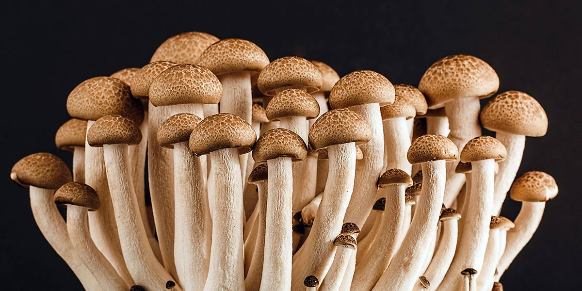 Dagli scarti alimentari ai funghi: la rivoluzione circolare di Afterlife